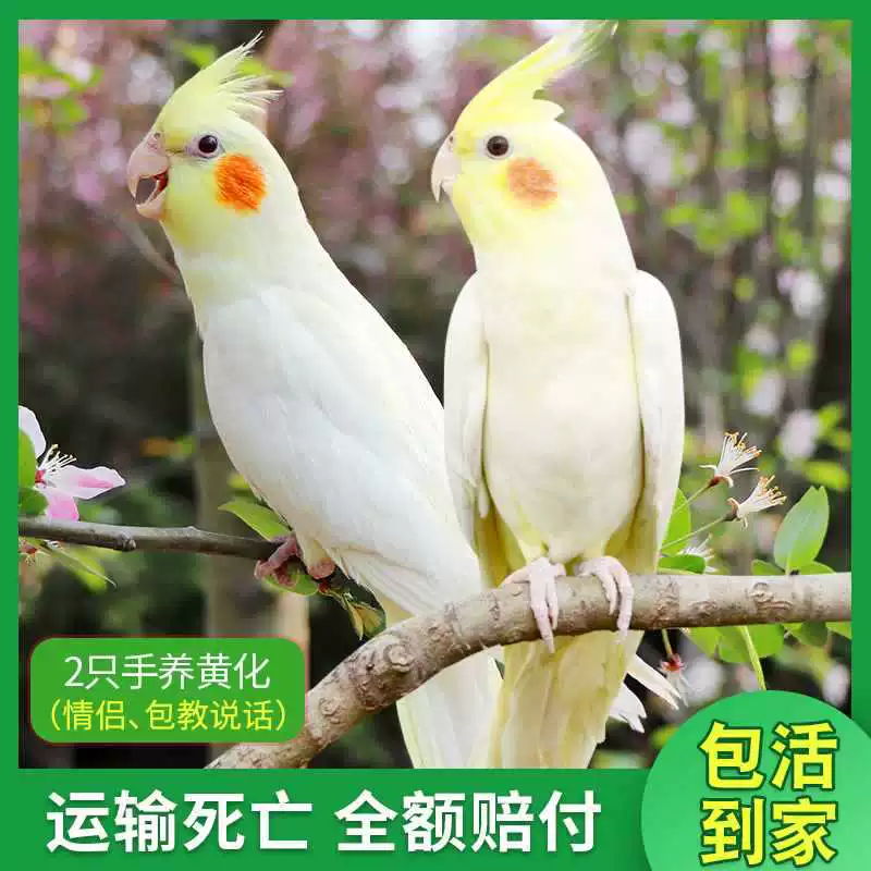 Попугай Xuanfeng для содержания и тренировок, обучение речи, домашний питомец, пара птиц может содержаться вместе
