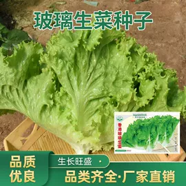 蔬菜种子