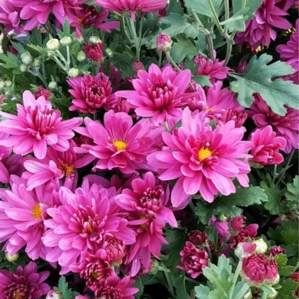 Зимняя красная фескус, голландская хризантема, хризантема «змеиный хлыст», многолетнее растение для покрытия грунта, дендробиум, немецкий фескус, лежачий фескус.