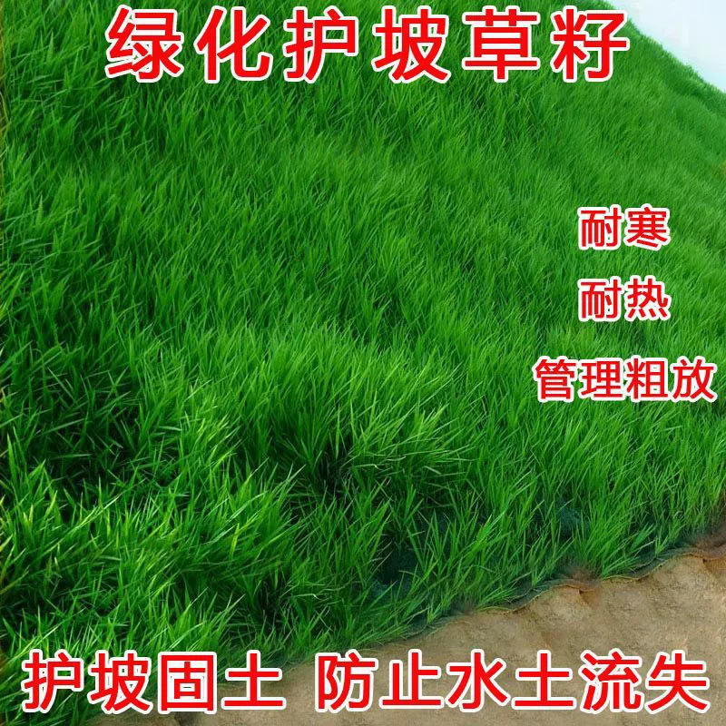 Семена травы для защиты склонов, семена травы для защиты склонов и почвофиксирующие семена, зеленый газон, вечнозеленые засухоустойчивые семенные растения, семена травы для защиты склонов