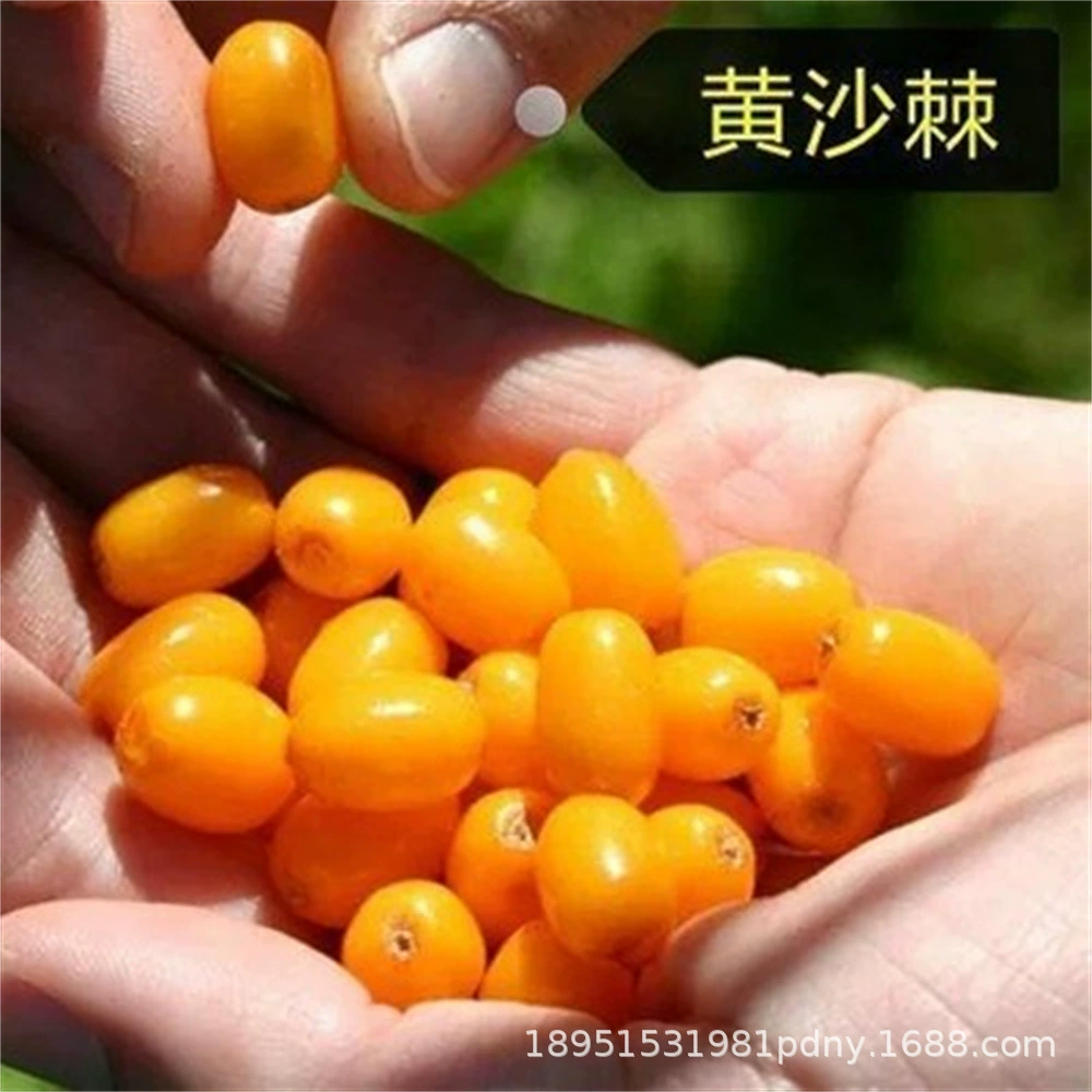 Импортная Облепиха Рассада облепихи с почвой Китайская рассада облепихи в горшках Русский уксус Уксус из ивы Рваные рассады года