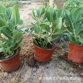 宿根花卉;一二年生花卉;灌木