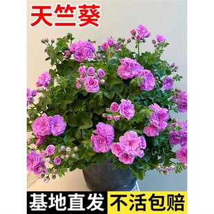 ���ÿ����������ذ���҃����̨�ļ��໨��ͥԺ���B�׻�ֲ��