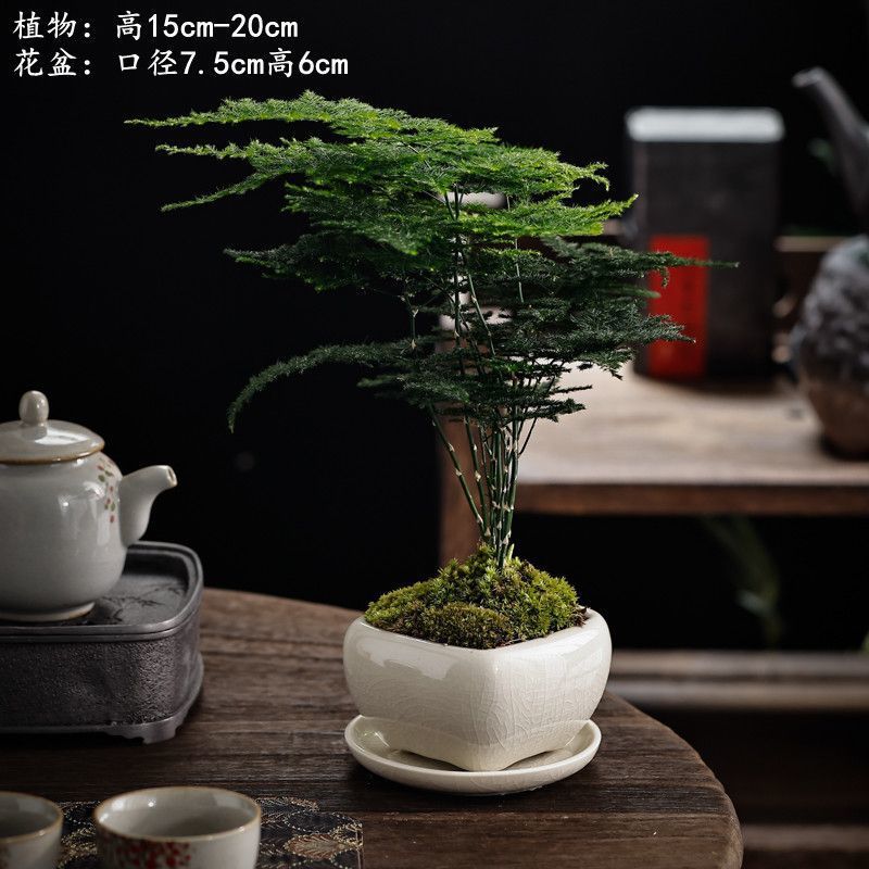 스퀘어 게 야오 화이트 + 아스파라거스 + 화이트 트레이