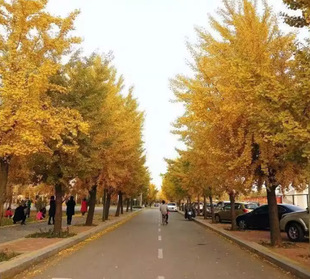 Dropshipping of Golden Leaf Ginkgo Saplings, Live Seedlings, Potted Large Trees, Old Stump Fruit Trees, Ginkgo Trees, Courtyard Villa, Street Trees, Southern