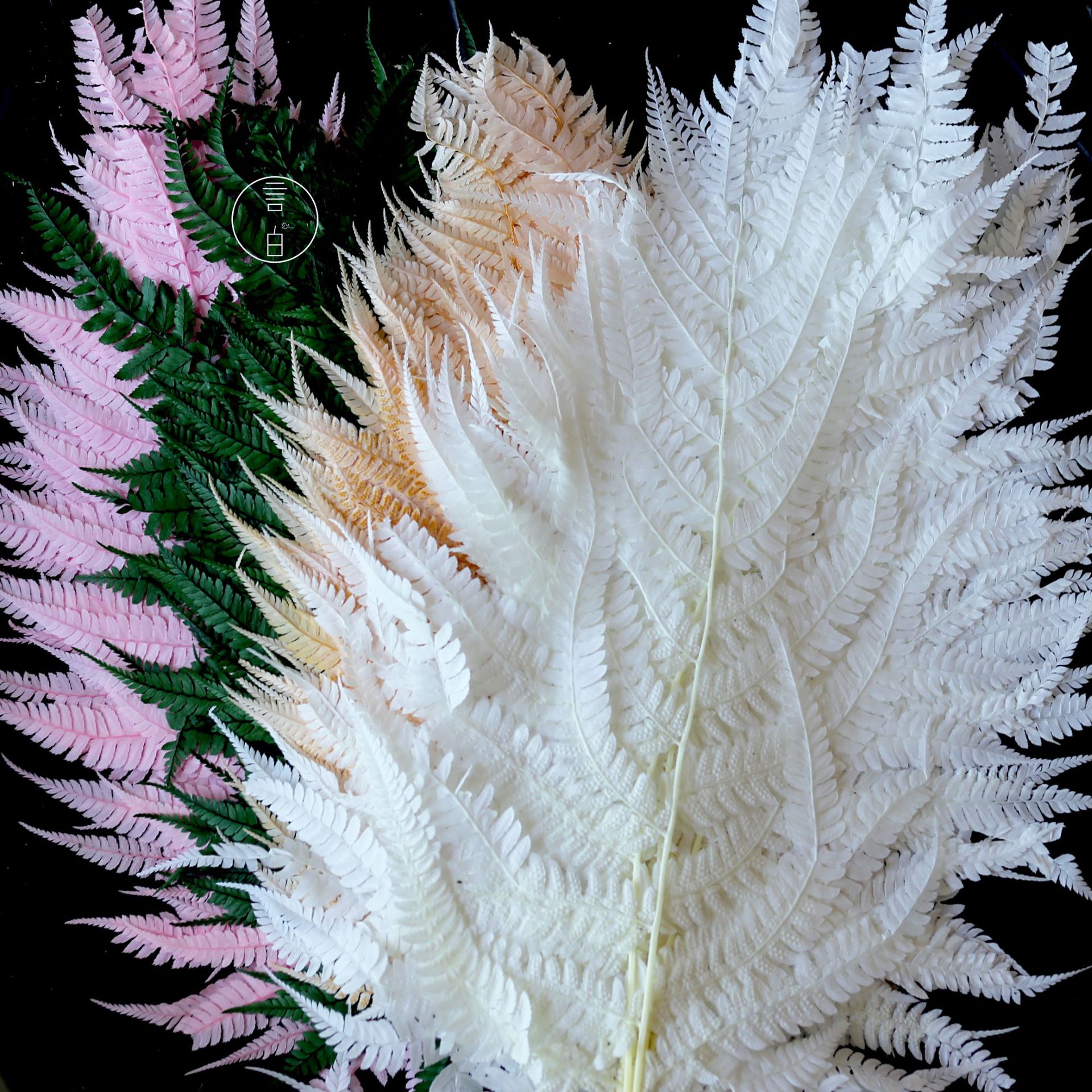 Immortal money fern dragon's claw fern big fern leaf dragon's beard preserved flower manufacturer wholesale dried flower floating bottle diy flower material