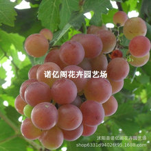 无籽寒香蜜葡萄苗嫁接美国无核王葡萄树苗盆栽果树苗南北方种植