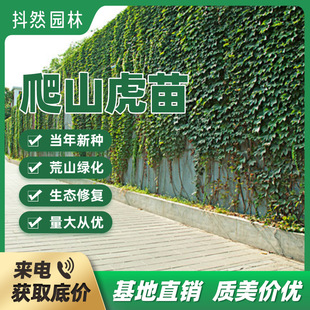 Ivy Seedlings, Wall-Climbing Five-Leaf Brocade Seedlings, Three-Leaf Ivy Seedlings, Large Seedlings, Red-Leaf Climbing Vine Plant Seeds