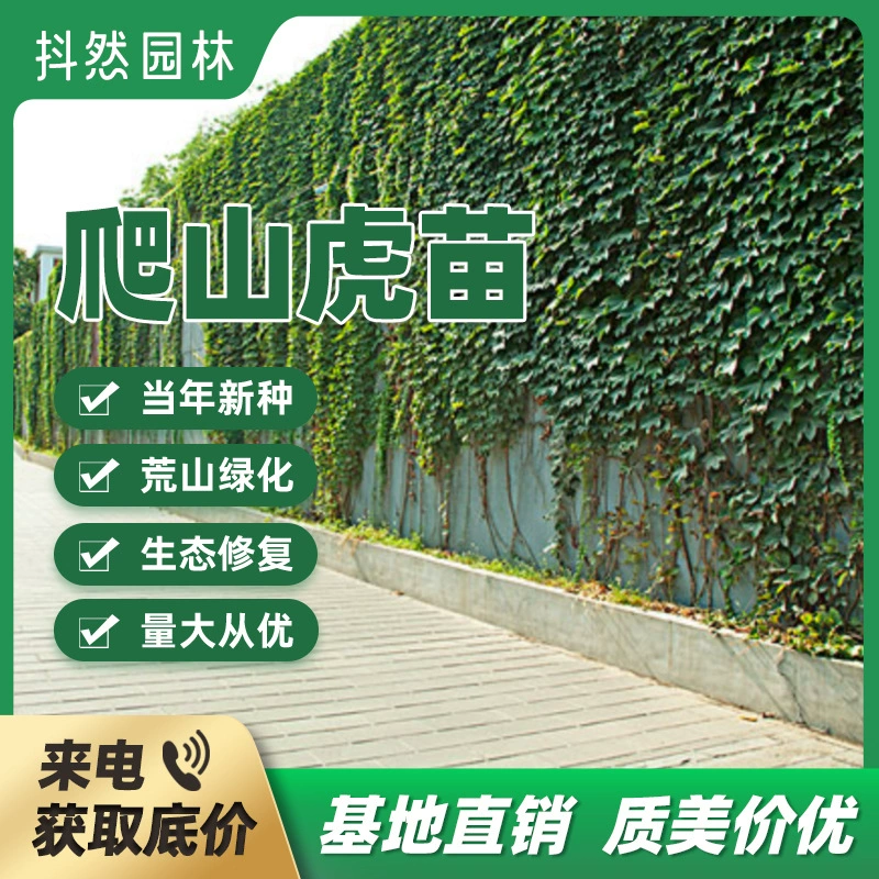 Клеенка Рассада Партеноцисса Клеенка