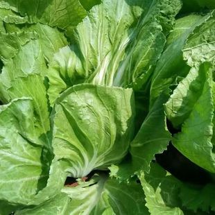 ������˷N�Ӵ�������͟�߮a������n�ݲ�����~���＾�߲˷N��