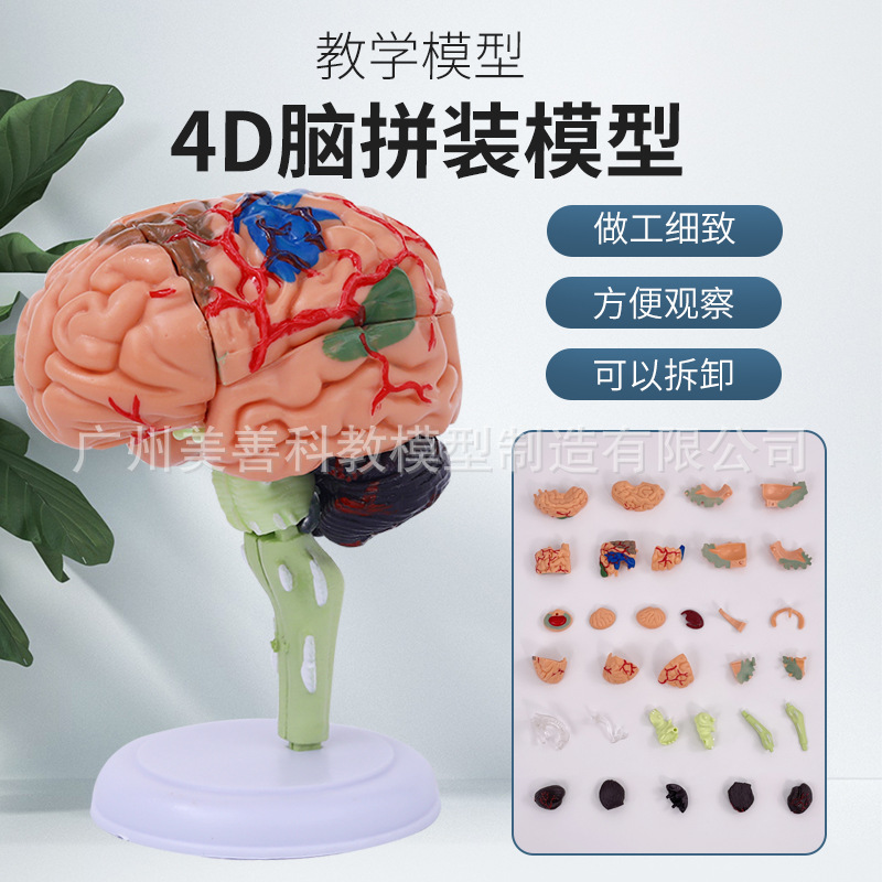4D拼装人体脑解剖模型 脑模型 大脑模型 脑结构模型 小儿益智玩具
