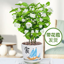 茉莉花盆栽重瓣浓香开花四季不断好养室内阳台花卉绿植驱蚊防蚊