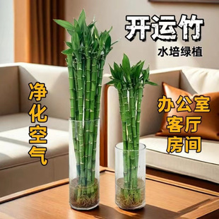Lucky Bamboo, Rich Bamboo, Hydroponic Transfer Bamboo, Lucky Green Plant, Office Desktop Potted Plant with Roots, Easy to Maintain and Purify the Air