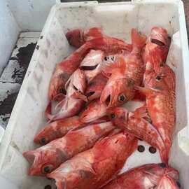 Ⅰ【严选食材供应】红石斑鱼现捕活冻红宝石鱼红鲈鱼似东星斑特色