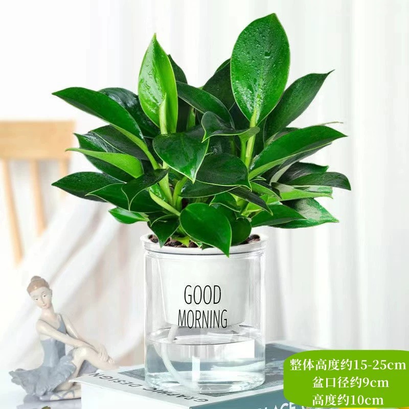 25-30cm 황금 다이아몬드 3개 + 좋은 아침 대야 + 가게 주인이 추천하는 영양액