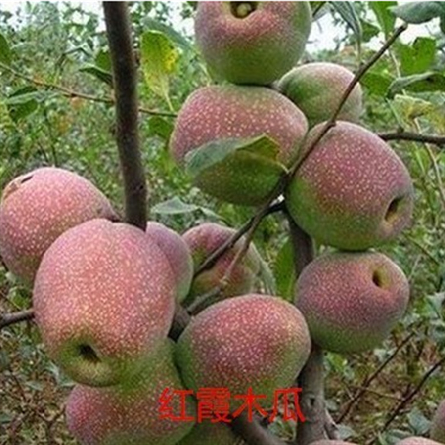 红皮木瓜树苗果树苗南北方种植天香木瓜树光皮红皮木瓜苗当年结果