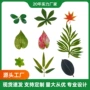 家居植物手工布置橡皮树