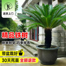 铁树盆栽公母一对大型龙铁树绿植老桩盆景客厅室内大门口工程绿化
