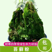 上水石吸水石盆景盆栽青苔苔藓种子客厅微景观鲜活植物室内铺面