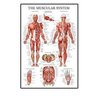 �羳���N���w���ٽ��ʺ���Ӣ�İ�������ⷫ����о�t���b����l