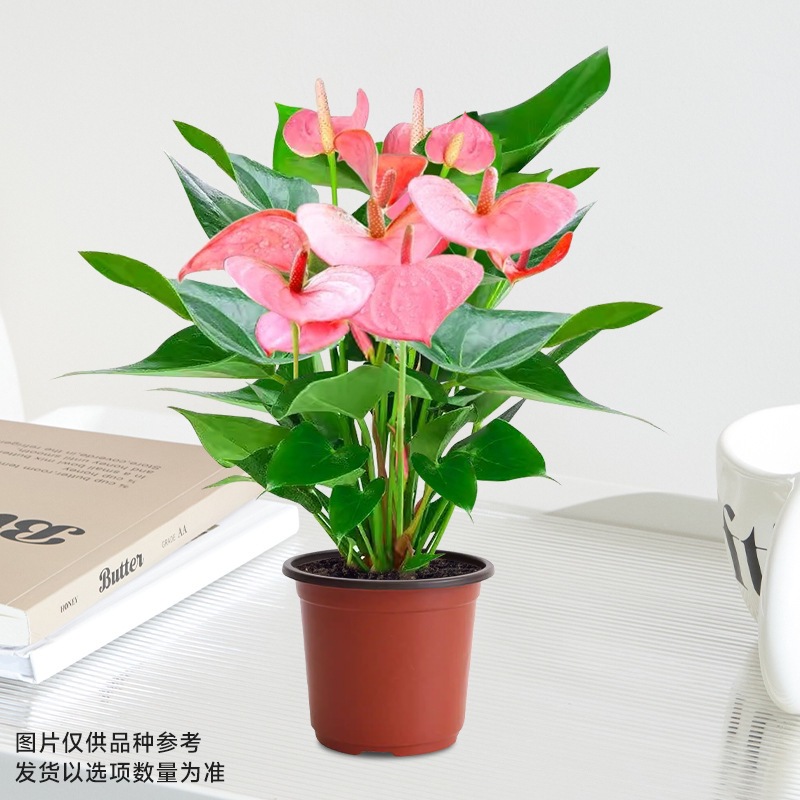 특급 핑크 야자 4~6송이(원래 화분) + 캠프.