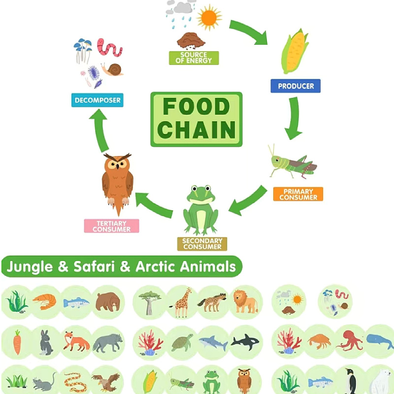 Kit de ciclo de vida para niños animales aprendizaje fieltro cadena alimentaria y redes alimentarias juguetes educativos científicos,