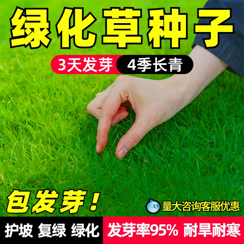 Семена трав для проектов по озеленению, бермудская трава для защиты склонов, высокоурожайная овсяная трава для повторного озеленения, ржавка для озеленения газонов.