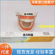 Dental teaching model children's brushing teaching model teeth whitening practice model practice teaching model