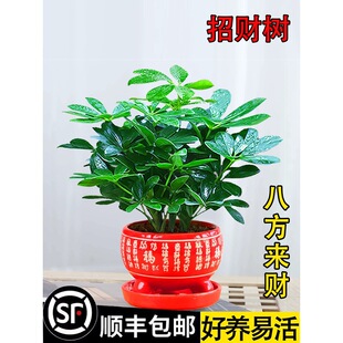 ���_ľ���ԾG�}�jֲ���҃Ȼ�ˮ��Gֲ�ļ�������B�lؔ��������ȩ
