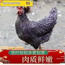 高产纯种绿壳蛋芦花鸡活鸡 脱温芦花鸡活体鸡苗 散养芦花鸡的价格