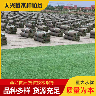 Dog Tooth Root Turf Is Evergreen in All Seasons, Cold-Resistant and Trample-Resistant, with Soil, Real Turf, Kindergarten Football Field Lawn Laying