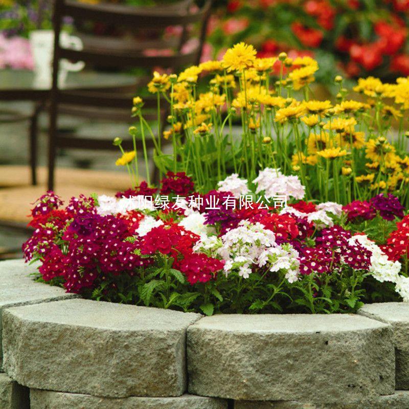 美女樱种子混色四季五色梅美人樱景观花海庭院室外庭院阳台花种子