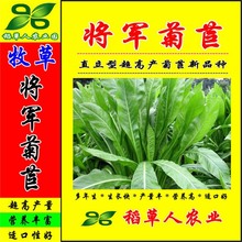 将军菊苣种子四季青多年生牧草籽猪牛羊鸡鸭鹅百绿进口南北方