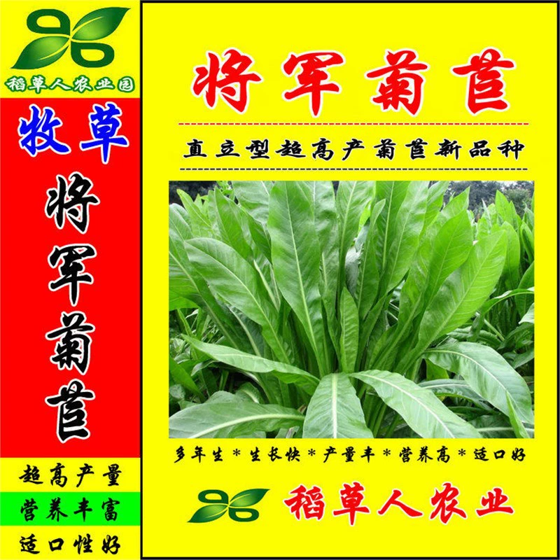 Семена ревеня общего, вечнозеленые многолетние кормовые семена для свиней, крупного рогатого скота, овец, кур, уток и гусей, импортированные как из северных, так и из южных регионов.