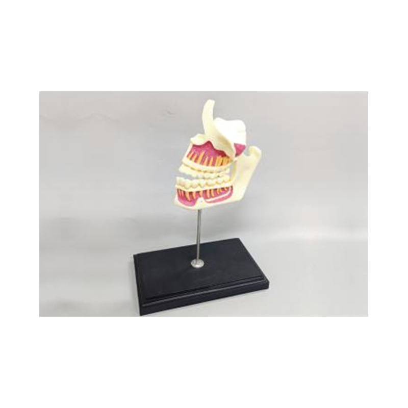 Modelo de simulación dental simple de modelo de práctica de enseñanza oral tipo reposacabezas modelo de cabeza simple de sujeción de mesa modelo de simulación de cabeza image 23