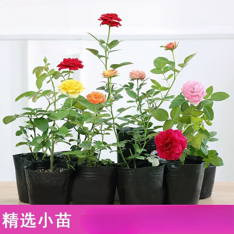 Розовые саженцы, большие цветы, ароматные, цветущие в любое время года, розовые саженцы, вьющиеся растения, розы в горшках на балконе во дворе.