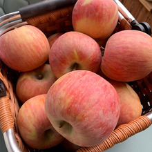 阿克苏冰糖心苹果脆甜多汁当季新鲜苹果现摘现发整箱5斤8斤礼盒装