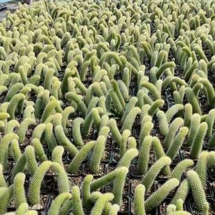 ��β������ֲ��ܛë�����Lëϡ���_��������������β�ͷ�ݗ��