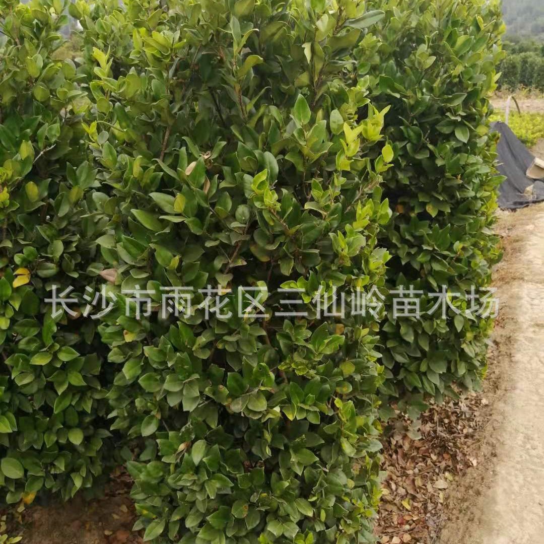 金森女贞柱基地直销各种规格精品金森女贞大叶黄杨球 树形饱满