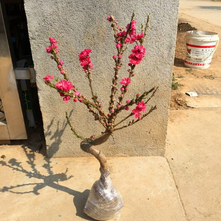 Моделирование долголетия саженец персикового дерева в горшке пень бонсай розовый двойной саженец цветения персика Балконный цветок с бутоном