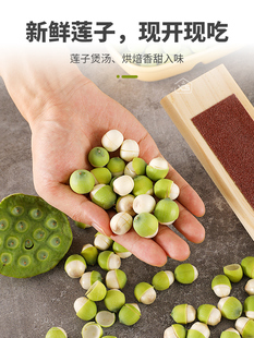 ✅ Lotus Seed Peeling Knife, Lotus Pod Peeling Machine, Fresh Lotus Seed, Phoenix Eye Fruit Peeling Tool, Chestnut Opening