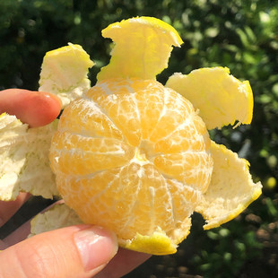 �V�����Q�ʵ۸����rˮ���̽ۮ����r��ؕ��֭ˮ��ζ������Fժ�F�l