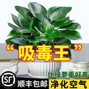 Golden Diamond Potted Plant Platinum Diamond Pothos Hydroponic Large-Leaf Green Plant Succulent Easy-To-Care-For Flowers for Lazy People in the Office