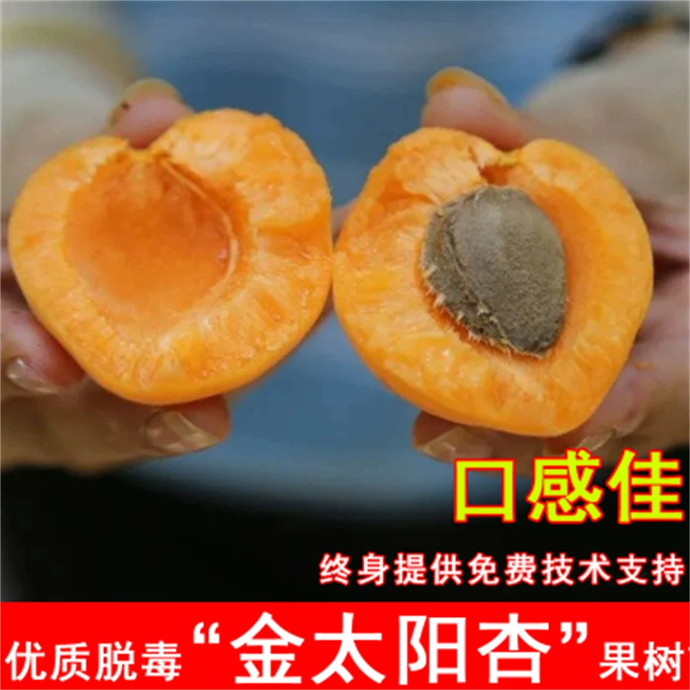 Раннее созревание Рассада абрикоса Кармина привитая Рассада абрикоса Кармина раннесозревания Рассада абрикоса Кармина в год