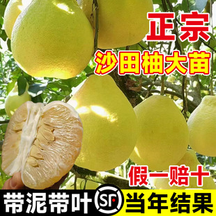 �V���ݿhɳ�����Ә������ڼt�����ּ޽����Թ�������ļ��ͺ�����