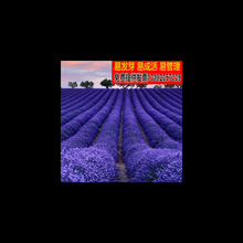 ޹�²ݻ��N���̨����޹�²���ݷN��ͥԺ���̾G�����N��ֲ��ݷN