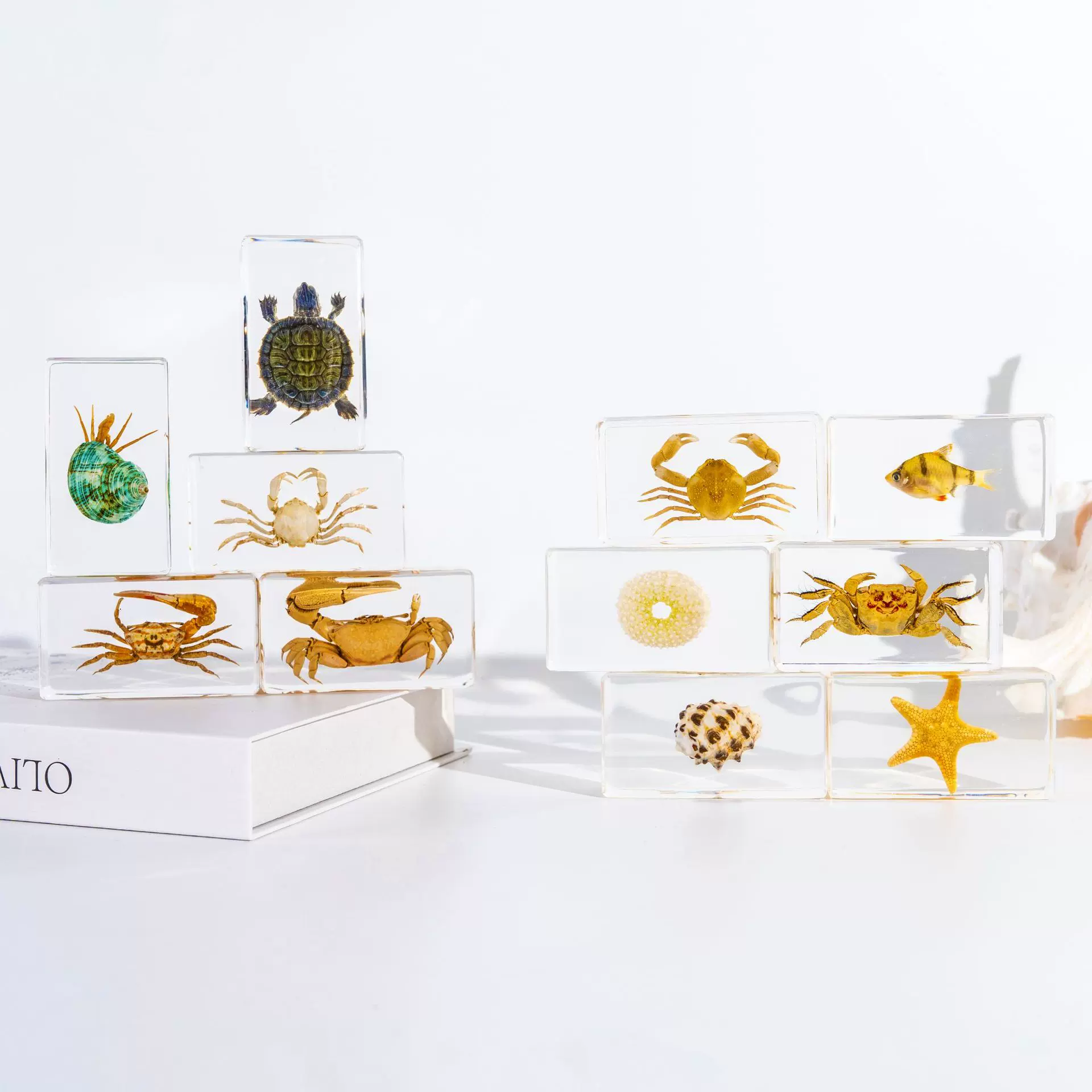 开学季树脂工艺品螃蟹海星海洋标本儿童研学教玩具海洋风标本