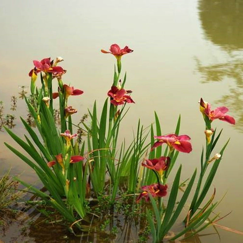 Сибирский Ирис Рассада Водное растение Пруд Малан Водный Canna Warbler Хвост Большой цветок Hemerocallis Phalaenopsis
