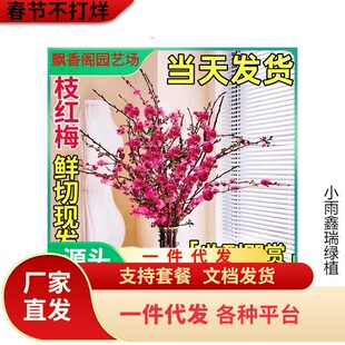 һ�����l�t÷Ǭ֦ˮ���һ��r֦�D÷�r���҃Ȼ���ѩ����֧ˮ�ඬ��