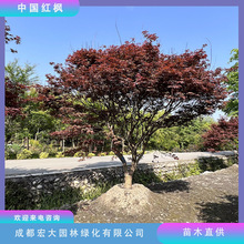 �t������ľ�������l�Ї��t�ձ��t2������8����Ҏ���RȫͥԺ�쾰��